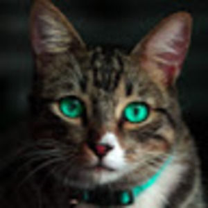 Meet your Posher, Paula